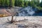 Steam rising from a thermal spring with a tree stump in Yellowstone