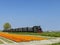 steam trai with tulip field, Hoorn - Medemblik, Noord Holland, Netherlands