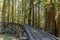 Steam Train Railroad and Trestle Bridge in Redwood Forest.