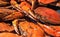 Steamed blue crabs from the Chesapeake bay