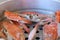 Steamed crabs focus on their large claws. Crab is a popular seafood that is steamed and cooked to eat