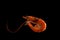 Steamed shrimp isolated on dark background with copy space for t