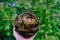 Steamed whole globe artichoke