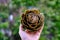 Steamed whole globe artichoke