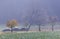 Steaming manure heaps