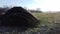 Steaming pile of manure on farm field in the winter