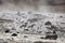 Steaming water at Lake Bogoria, Kenya