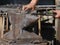 Steel anvil, on top of which lies a hot workpiece which is held by a pair of pliers. The blacksmith holds the pliers with one hand