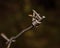 Steel barbed wire on dark background,