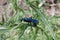 Steel-blue cricket hunter on the green plant
