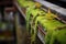 steel rails with moss and ferns growing around