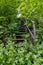 Steel stairway between green bushes