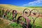 Steel Wheel Fence Fields Palouse Washington