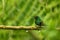 Steely-vented hummingbird sitting on branch in rain, hummingbird from tropical rain forest,Colombia,bird perching,tiny beautiful b