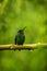 Steely-vented hummingbird sitting on branch in rain, hummingbird from tropical rain forest,Colombia,bird perching,tiny beautiful b