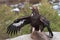 Steenarend, Golden Eagle, Aquila chrysaetos