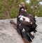 Steenarend, Golden Eagle, Aquila chrysaetos