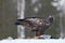 Steenarend, Golden Eagle, Aquila chrysaetos