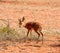 Steenbok