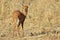 Steenbok - African Wildlife Background - Bambi look alike