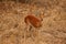 Steenbok antelope