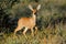 Steenbok antelope