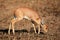 Steenbok antelope