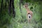 Steenbok Antelope