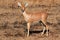 Steenbok antelope