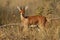 Steenbok antelope