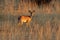 Steenbok antelope in natural habitat