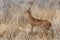 Steenbok, Etosha National Park, Namibia