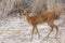 Steenbok, Etosha National Park, Namibia