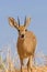 Steenbok Feeding