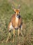 Steenbok female in green savanna