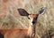 Steenbok head