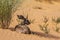 Steenbok in Kgalagadi transfrontier park, South Africa