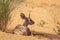 Steenbok in Kgalagadi transfrontier park, South Africa