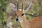 A steenbok in the Kruger National Park