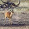 Steenbok in Kruger National park