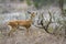 Steenbok in Kruger National park, South Africa