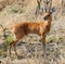 Steenbok a little african antelope