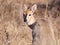 Steenbok looking back over shoulder