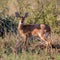 Steenbok looking out for danger