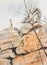 Steenbok looking over a cliff face.