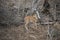 Steenbok looking over its shoulder