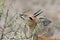 Steenbok male