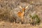 Steenbok photographed in the Karoo National Park near Beaufort West in South Africa.