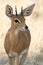 Steenbok Portrait