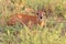 Steenbok Ram - African Wildlife Background - Hiding Antelope